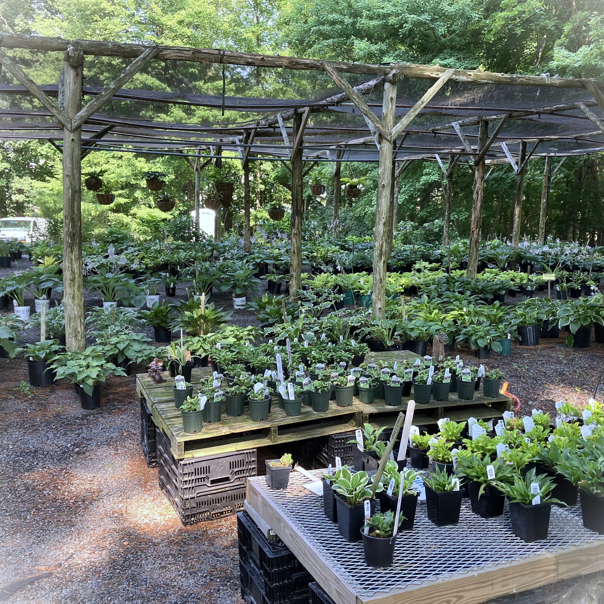 The Hosta floor
