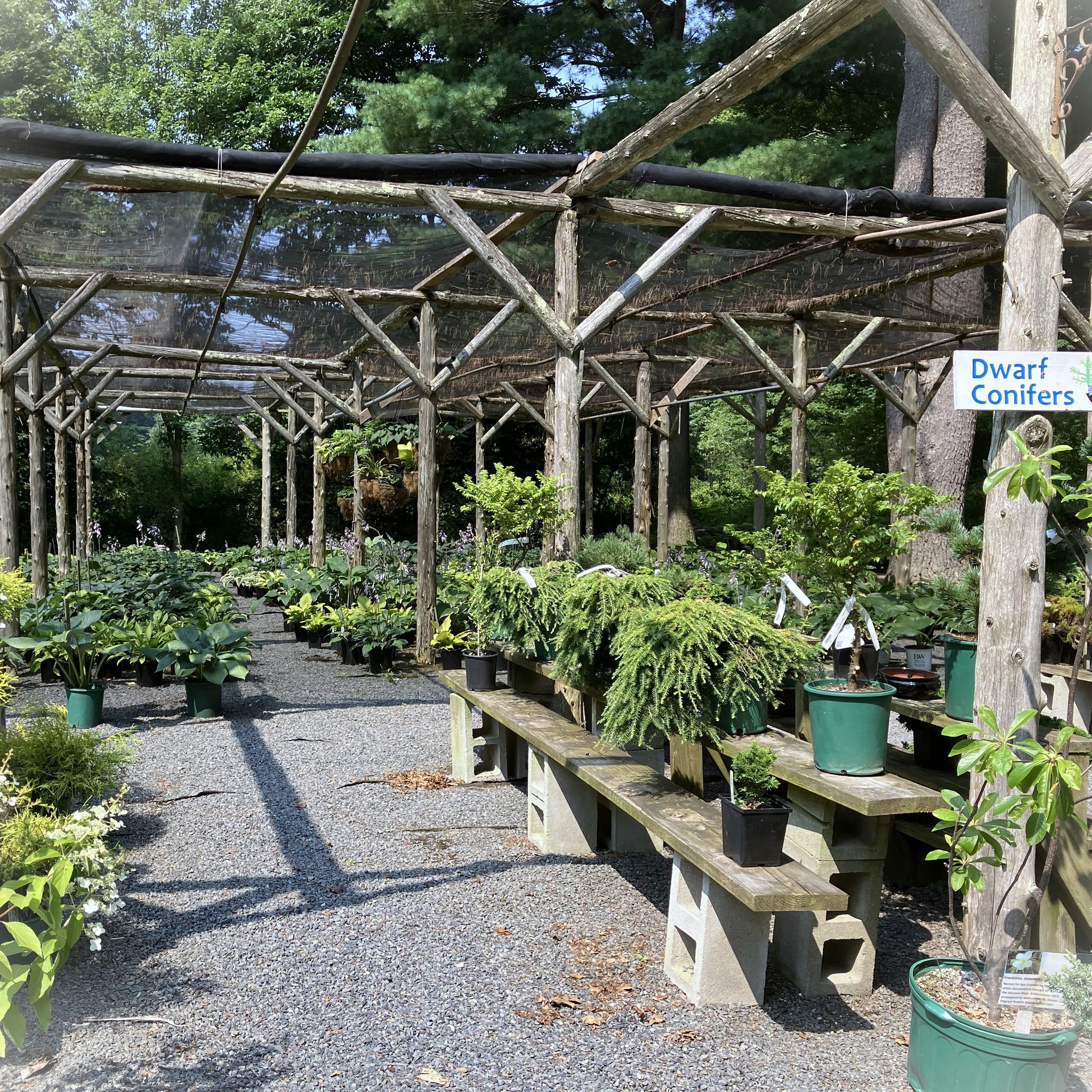 Dwarf Conifers aisle