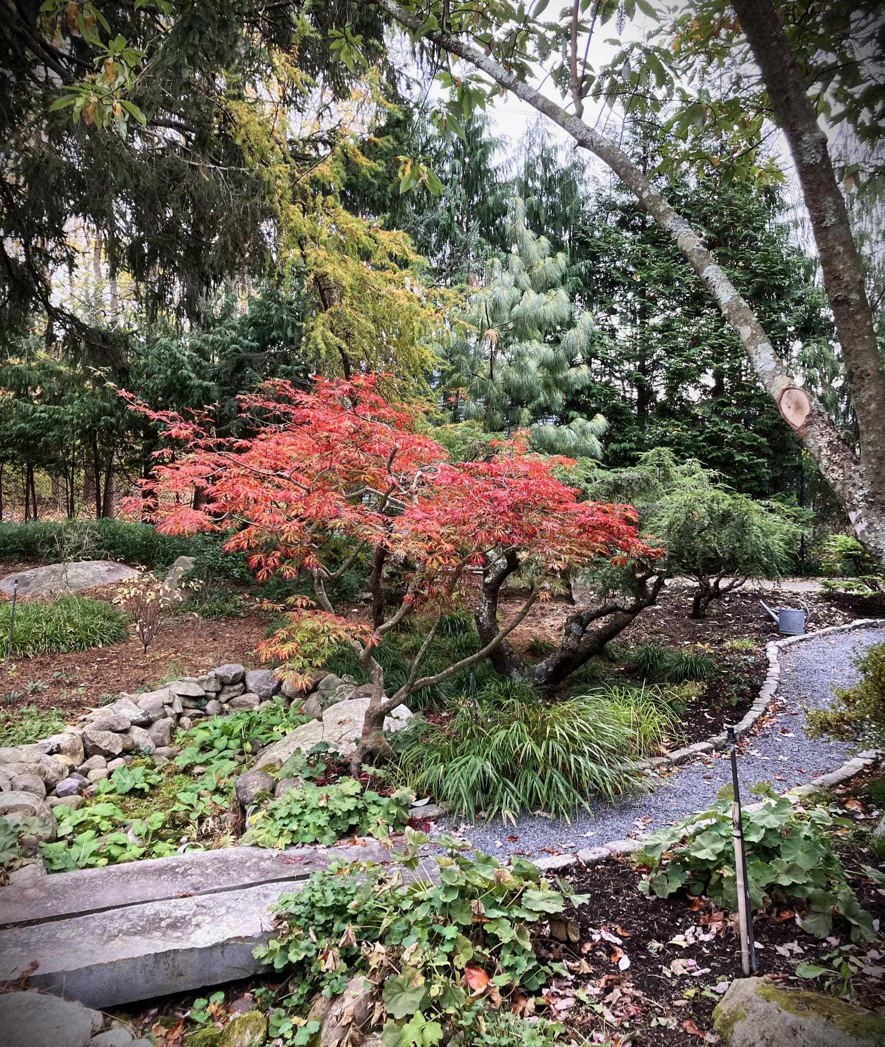 Brilliant autumn Japanese Maple