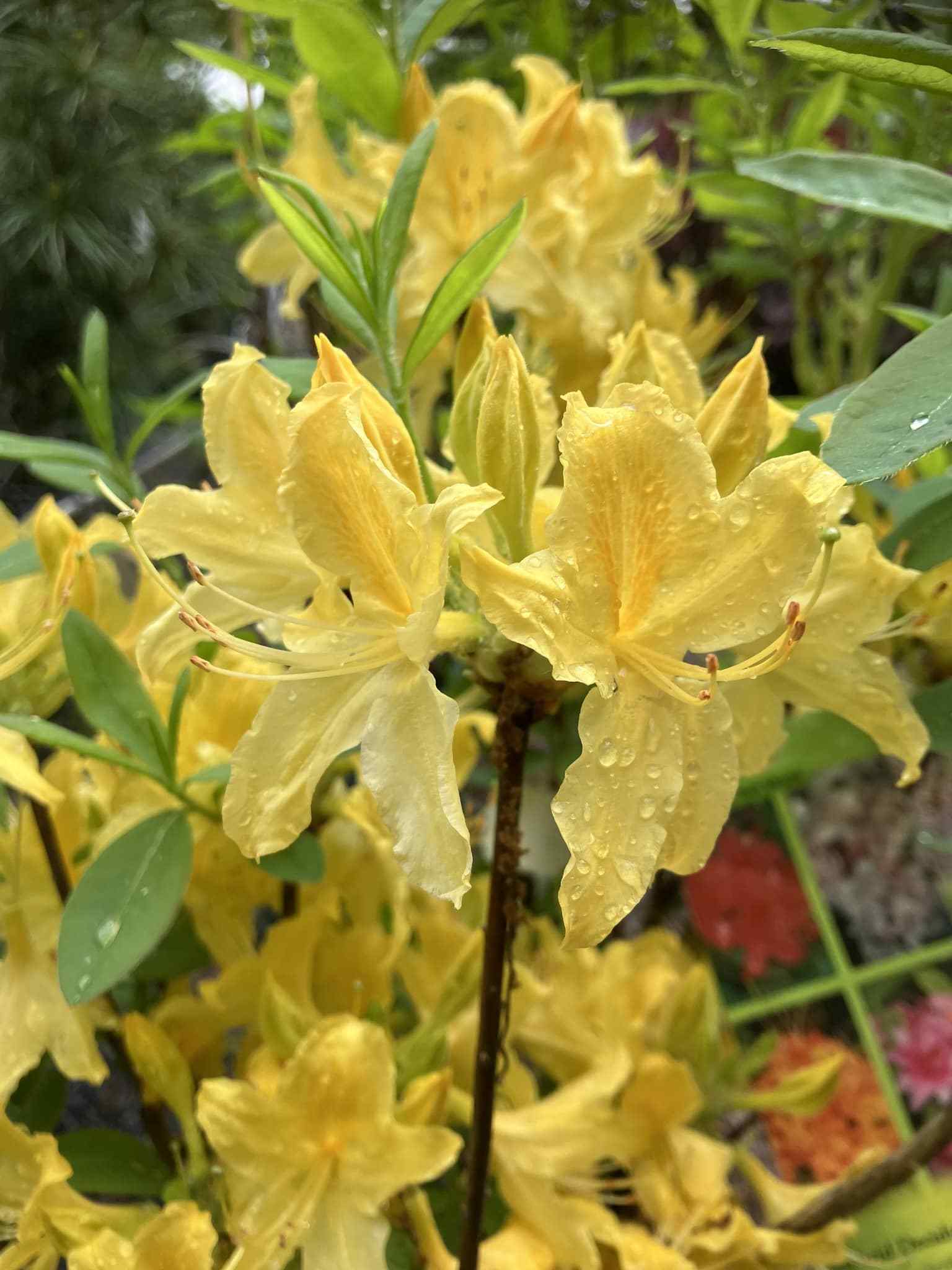 Yellow azalea with raindrops