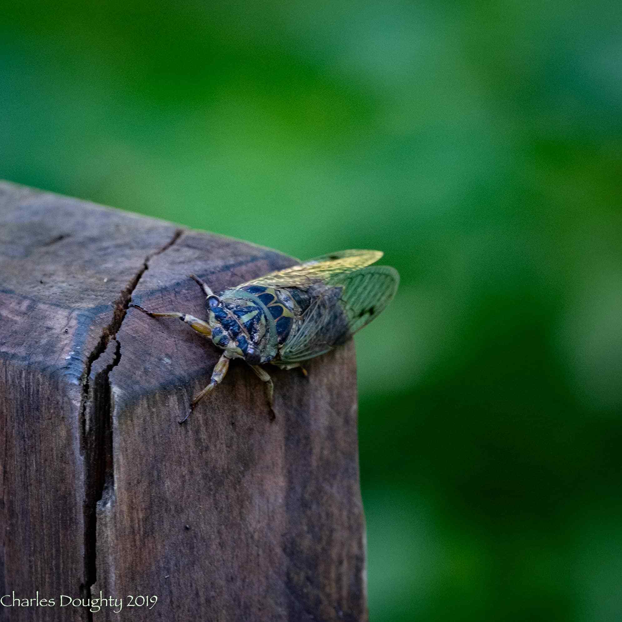 Close-up of a cicada