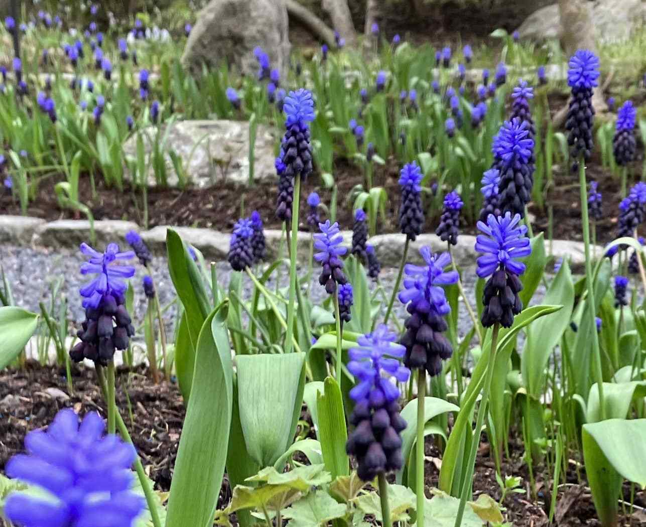 Muscari Grape Hyacinth
