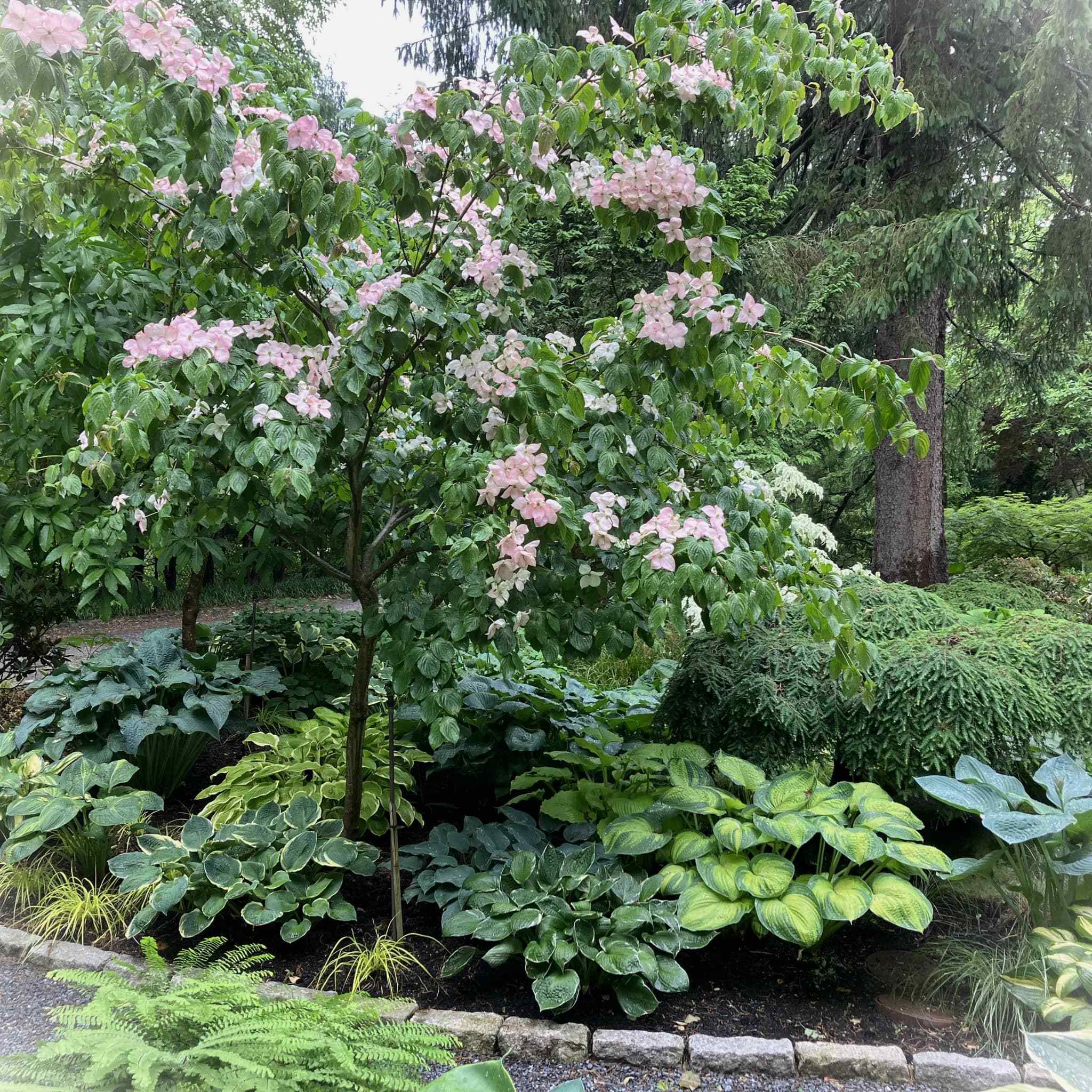 Pink Cornus Kousa over hostas