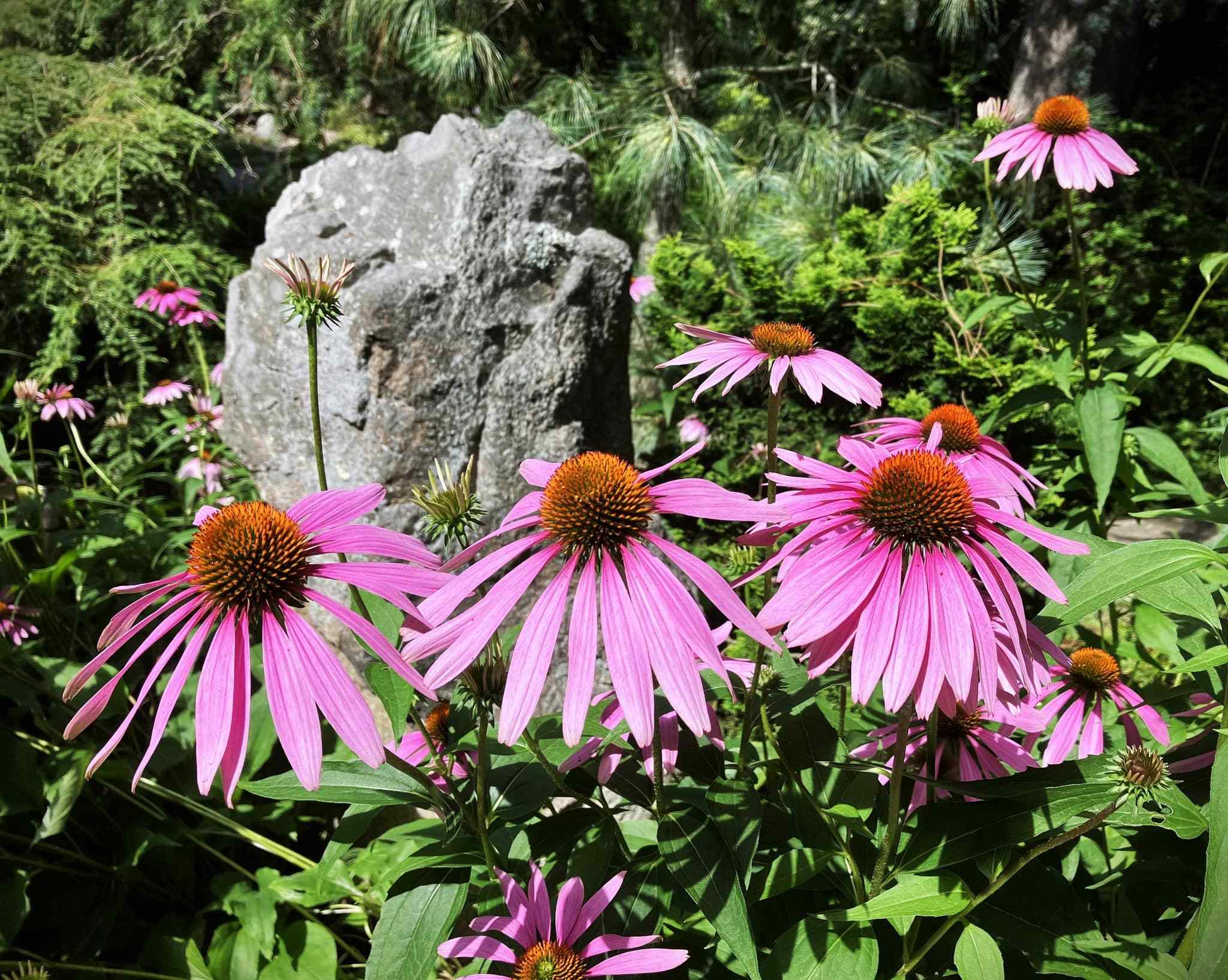 Echinacea