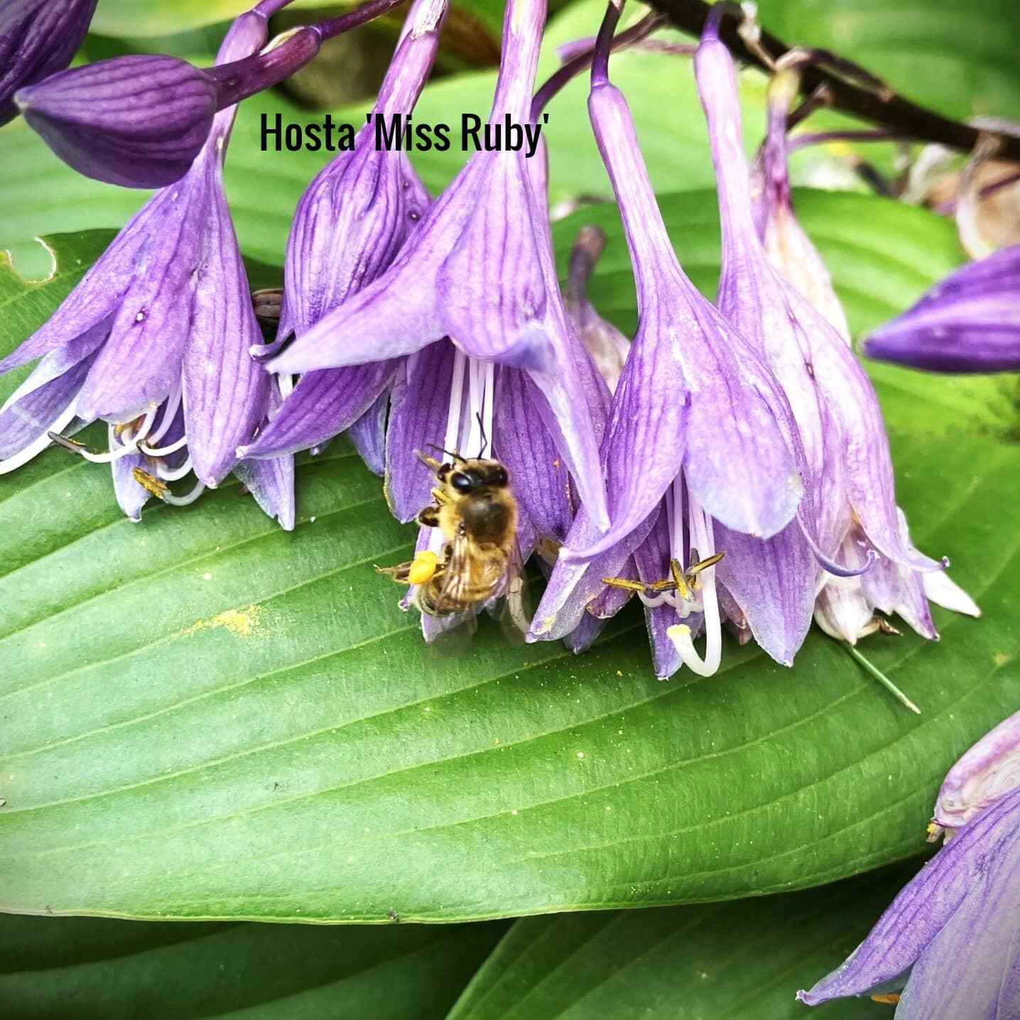 Hosta Miss Ruby