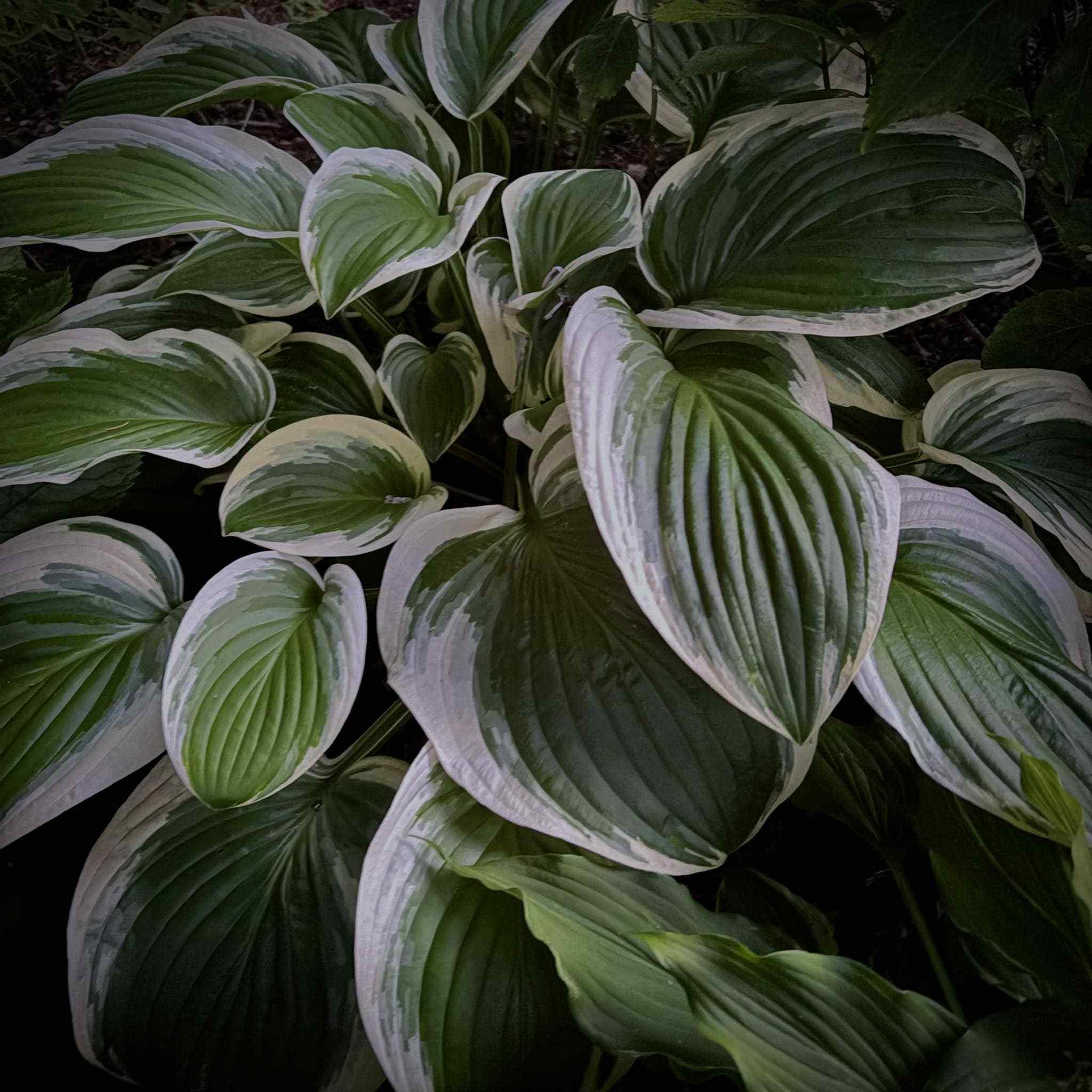 Hosta ‘Patriot’ Variegation