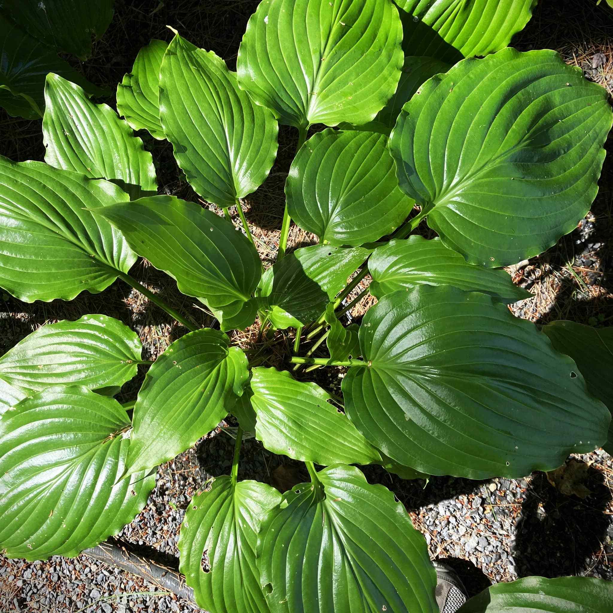 Giant hosta