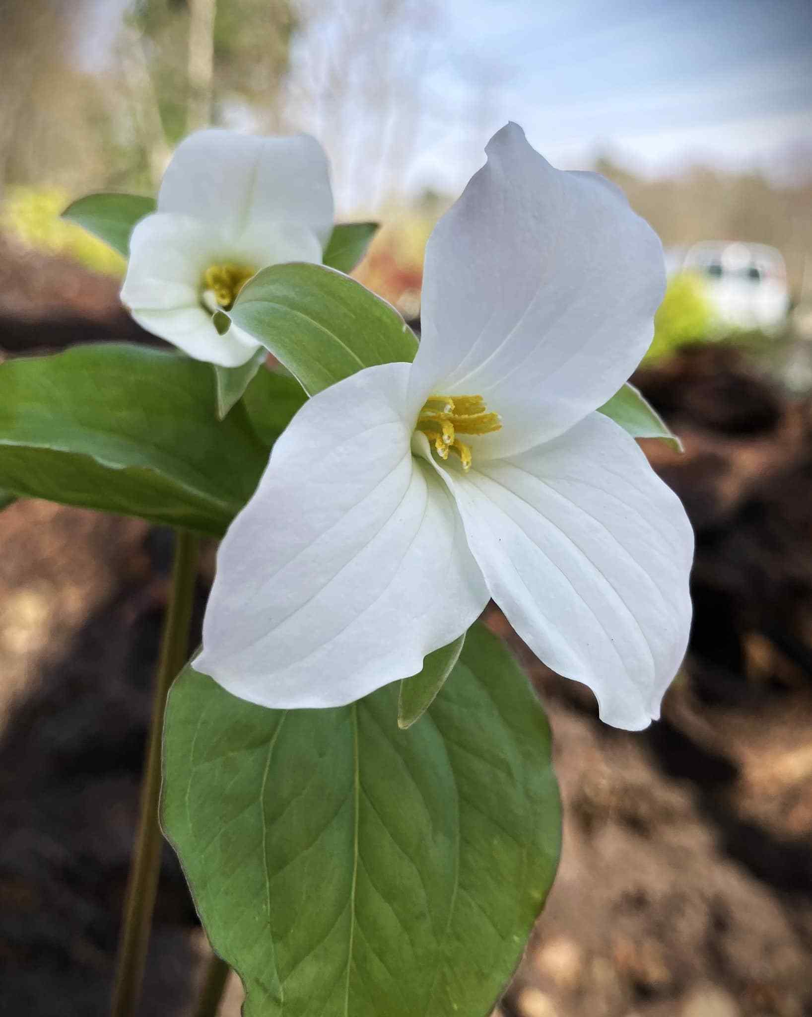 White Trillium wildflower