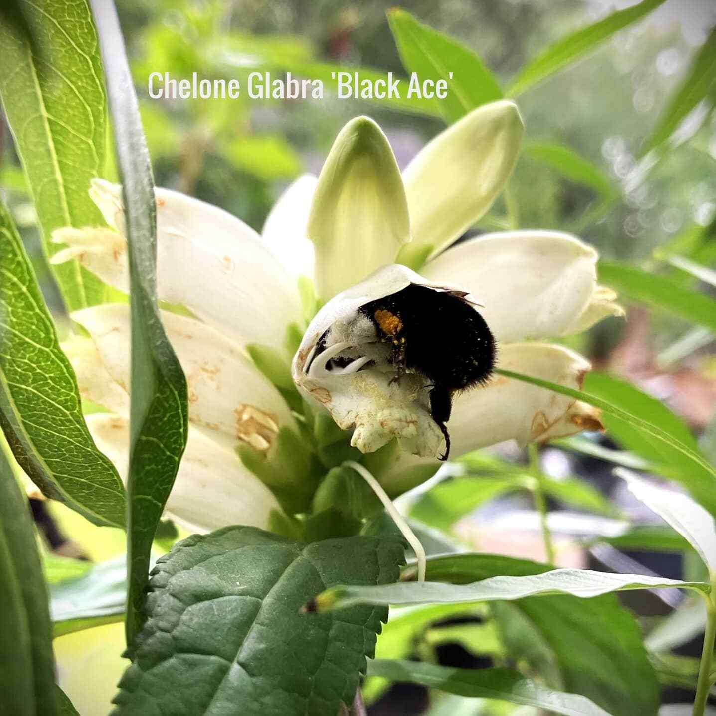 Chelone ‘Black Ace’