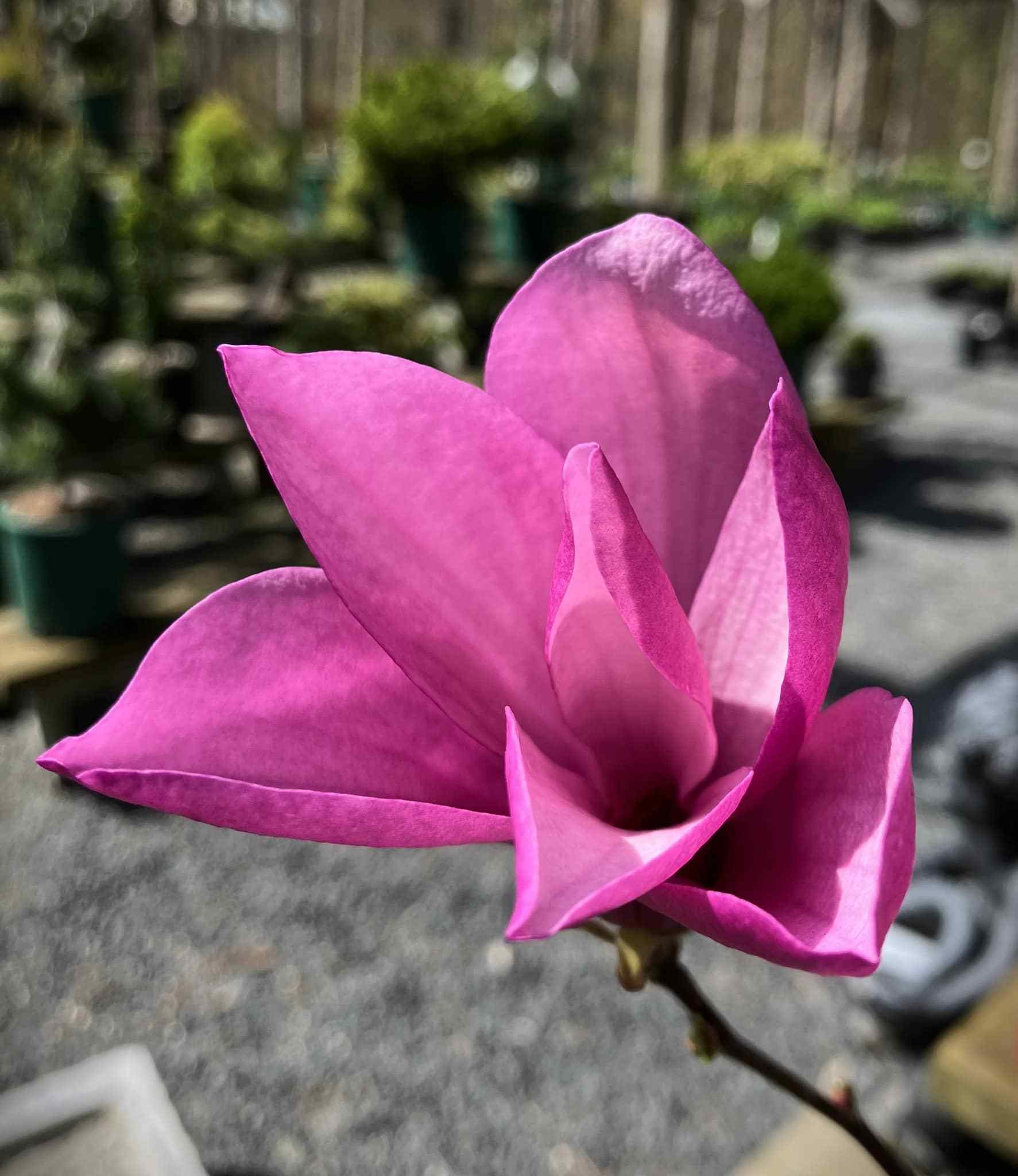 Pink Magnolia in large bloom