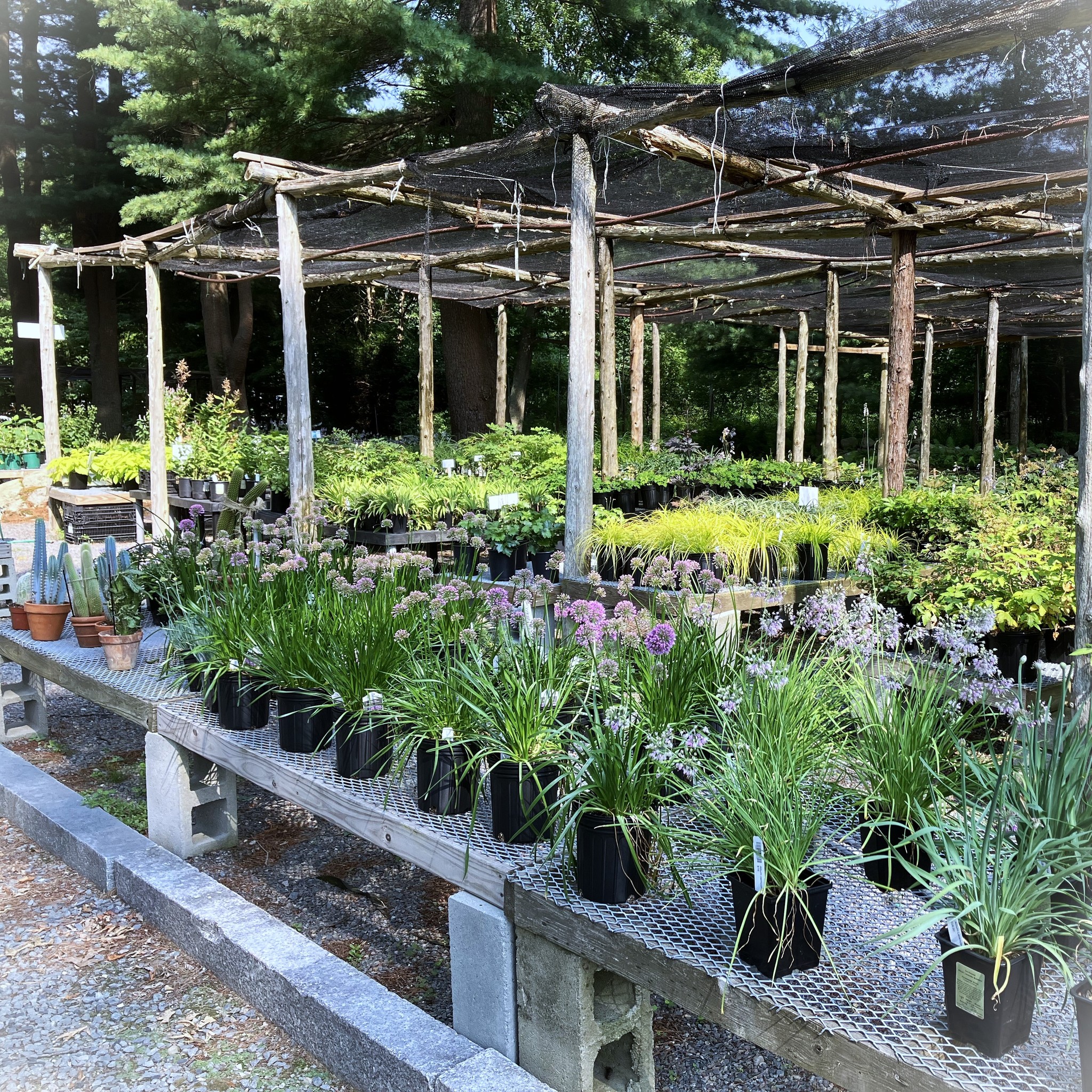 Perennials